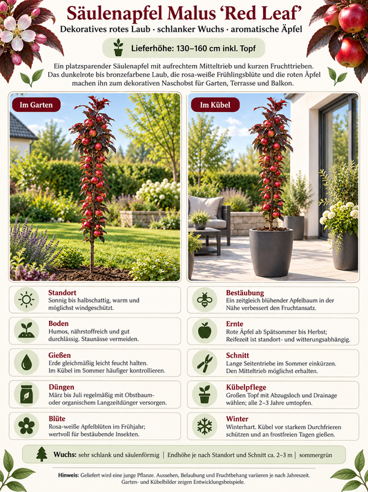 Säulenapfel ‘Red Leaf’ 130–160 cm – Rotlaubiger Säulen-Apfelbaum für Garten, Terrasse und Kübel