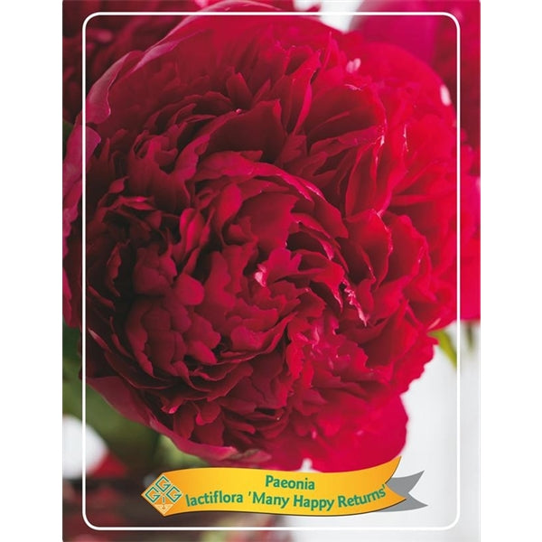 3 Stück Paeonia Mix – Pfingstrose – Strauch – Winterhart – ⌀09 cm -Sarah Bernardt, Alba Plena, Rubra Plena