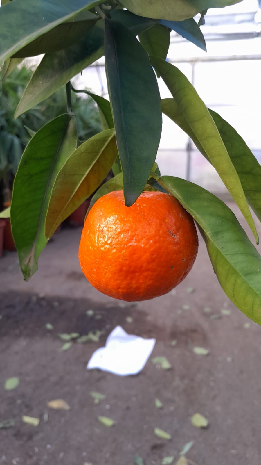 Clementinenbaum Citrus × clementina 130-170 cm – Winterharte Klementine für Garten & Kübel