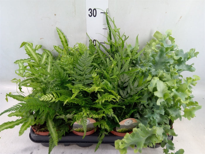 3 kusy směsi kapradin pro vnitřní použití – cca. 30 cm vysoké v květináči o průměru 12 cm – kapradiny čistící vzduch pro váš domov