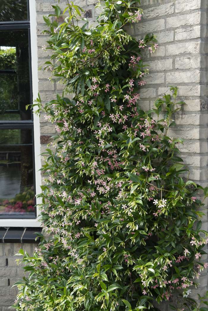Sternjasmin ‚Star of Ibiza‘ 60-80 cm – Immergrüner Duftjasmin für Garten & Balkon