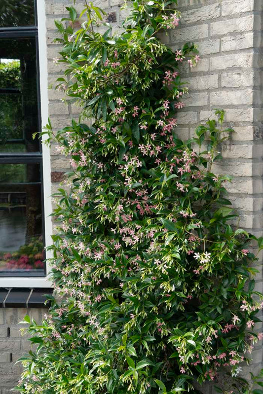 Sternjasmin ‚Star of Ibiza‘ 60-80 cm – Immergrüner Duftjasmin für Garten & Balkon