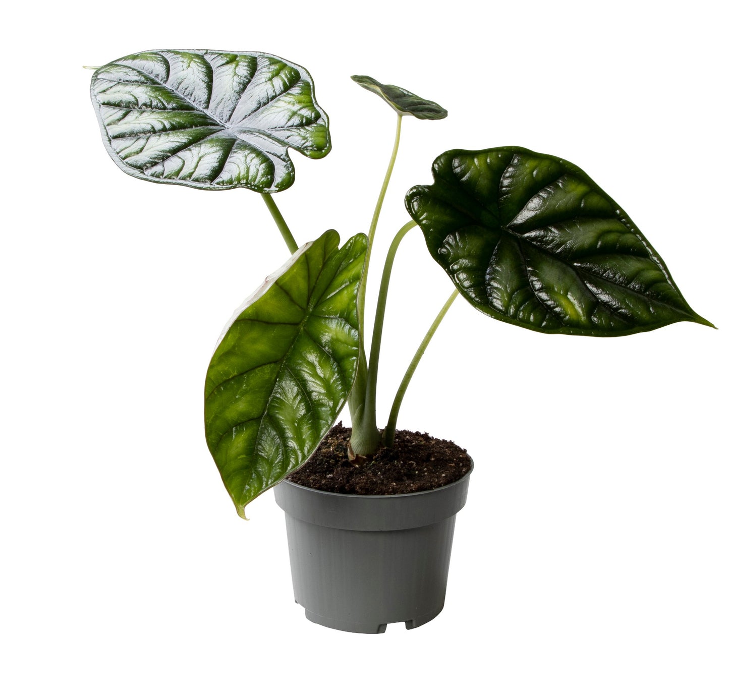 Alokazie dračí šupina 30-40 cm sloní ucho zelená pokojová rostlina