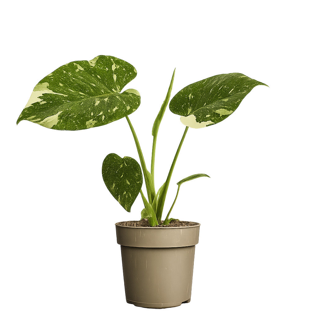 Monstera Thai Constellation – panaschierte Fensterblatt Zimmerpflanze ca.  25 cm