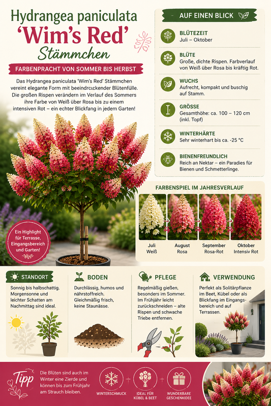 Hydrangea paniculata 'Wim's Red' Stämmchen 100–120 cm – Rispenhortensie auf Stamm – winterharte Blütenhortensie für Garten, Terrasse & Kübel