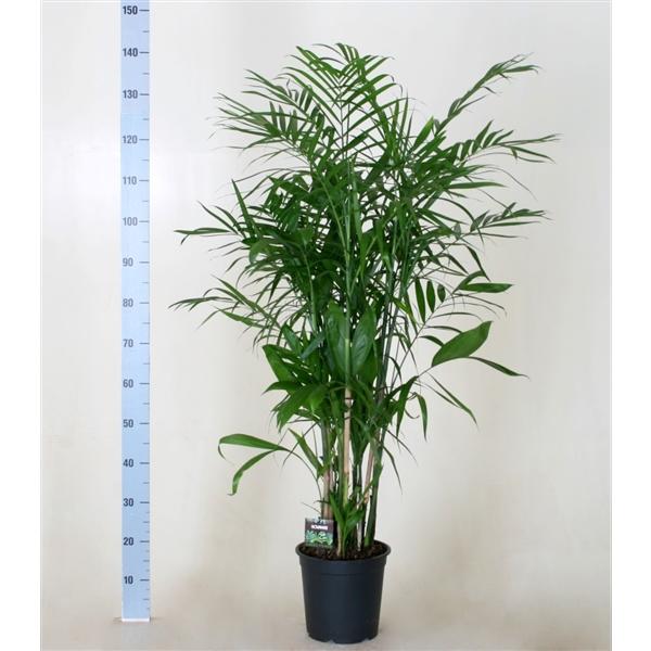 Chamaedorea seifrizii 120-140 cm Bambuspalme Zimmerpflanze