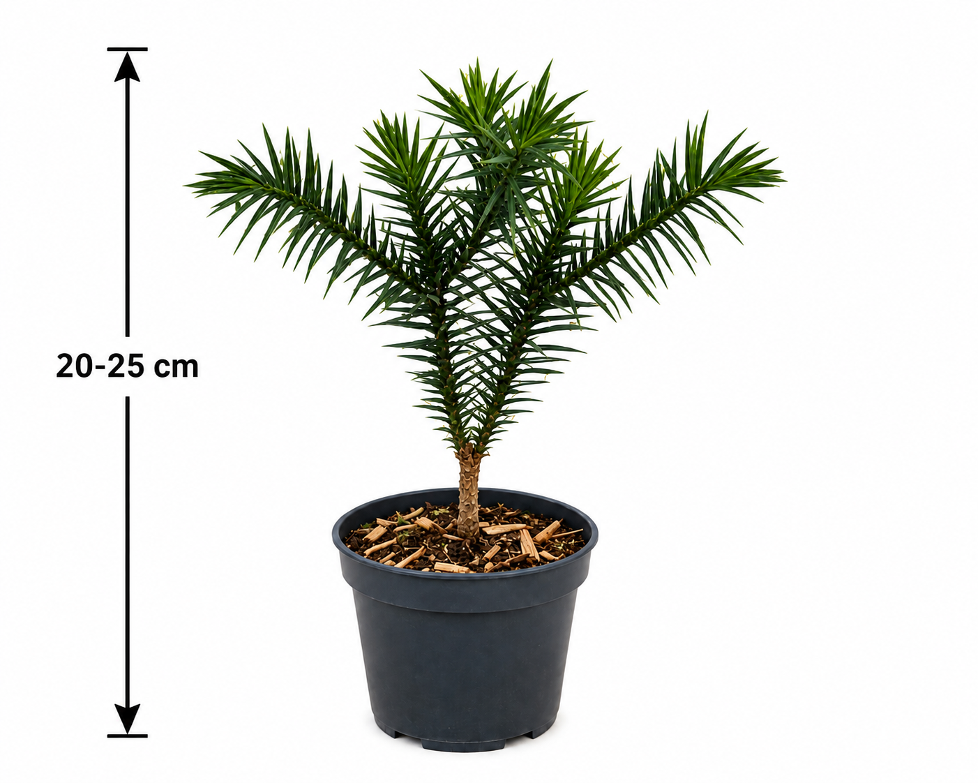 Araucaria araucana Andentanne 20–25 cm – Chilenische Schmucktanne und winterharter Affenschwanzbaum