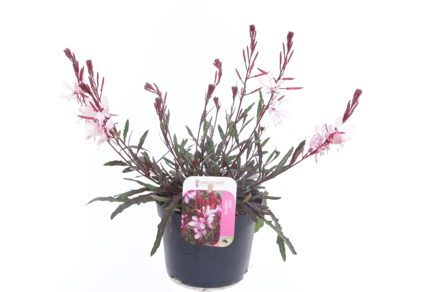 Prachtkerze ‘Gaudi Light Pink’ (Gaura lindheimeri) im 1,5L Topf – Zierliche Blütenpracht für Beet & Kübel