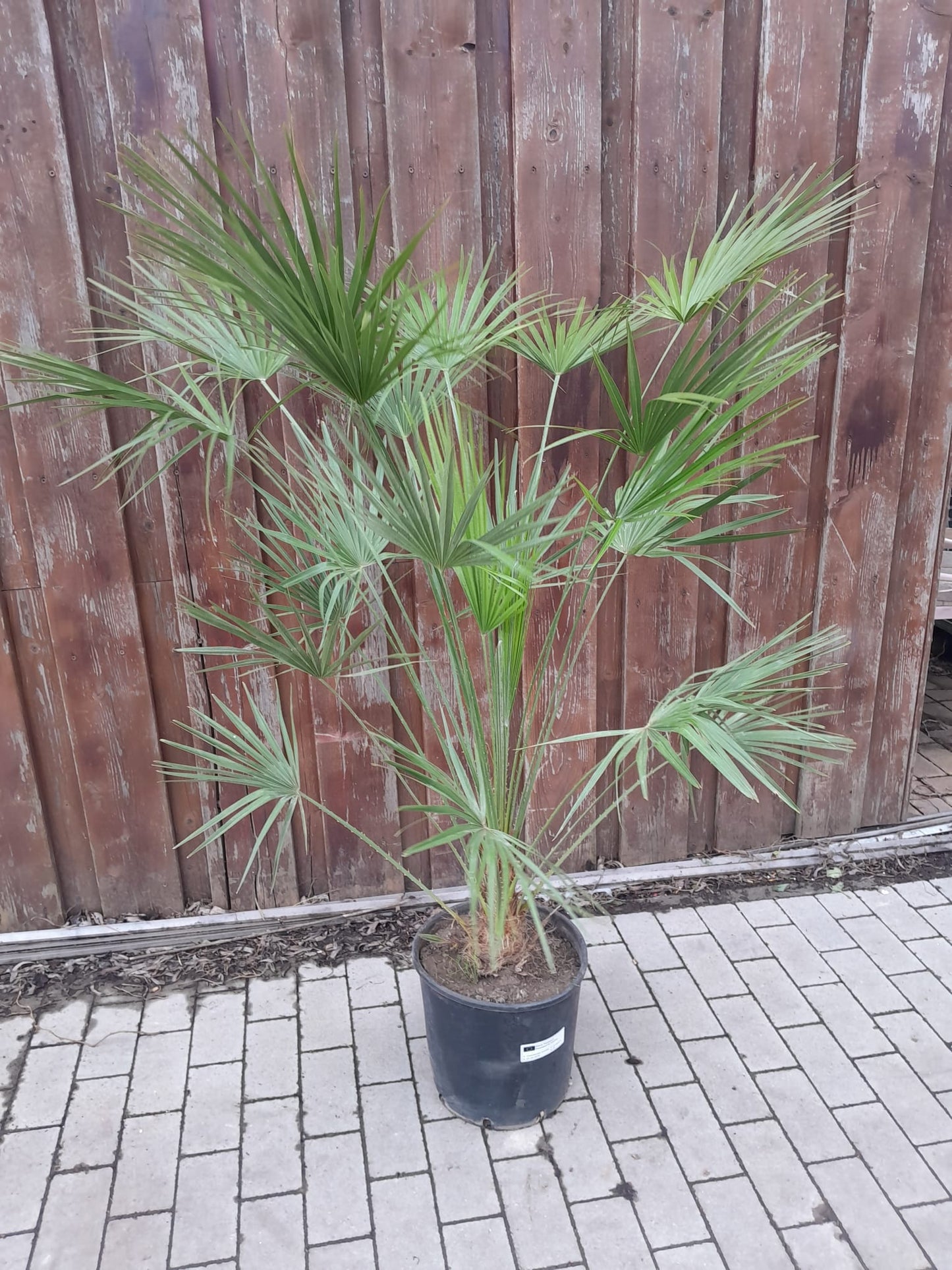 Sonderposten Winterharte Zwergpalme 140-170 cm – Chamaerops humilis (Europäische Zwergpalme) für Garten & Terrasse