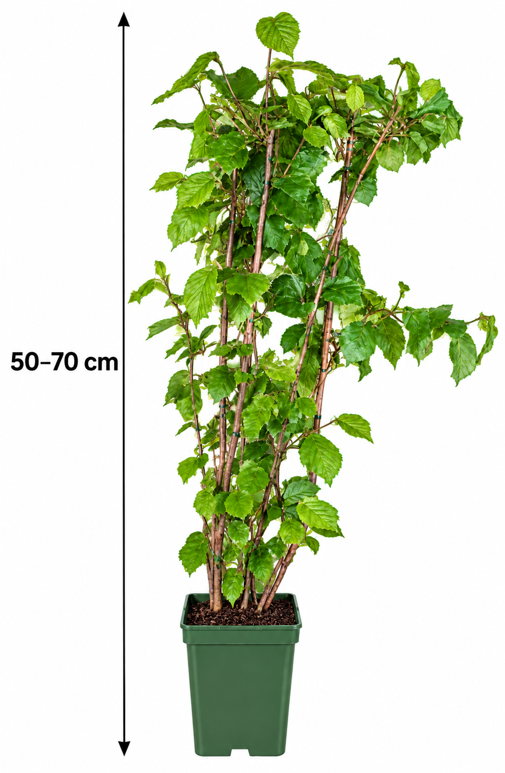 Haselnuss-Strauch Corylus ‘Webb’s Prize Cob’ – Edle Haselnuss Pflanze 50-70 cm im Container
