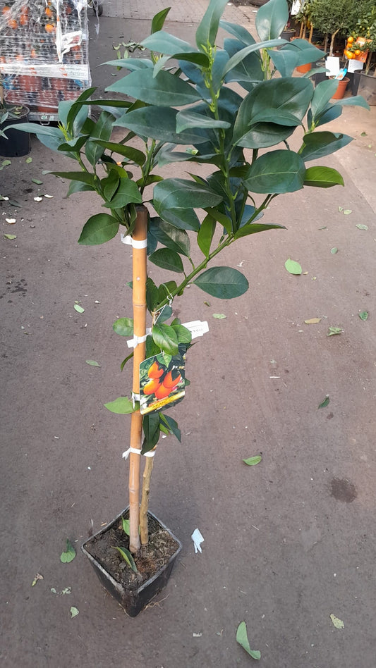 Orangenbaum Citrus sinensis 'Washington Navel' 120-140 cm – Saftige Süßorangen, ideal für Garten & Wintergarten