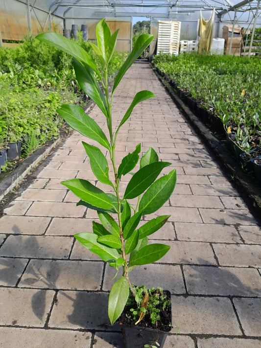 Prunus laurocerasus 'Caucasica' 40-60 cm / P9 – Vavřínovník laurocerasus, nenáročná na péči, stálezelená rostlina s ochranou proti hmyzu a mrazuvzdorná rostlina