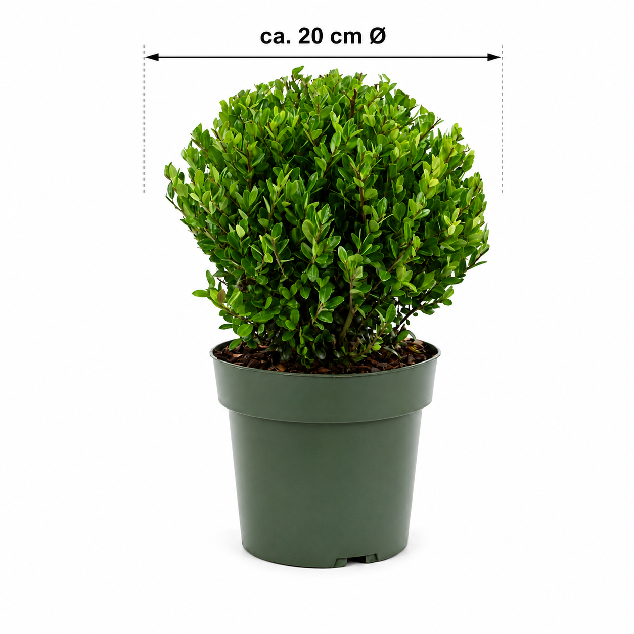 Ilex crenata Jenny Kugel Ø ca. 20 cm – Japanische Stechpalme Kugel | Buchsbaum-Ersatz | Immergrüne Heckenpflanze