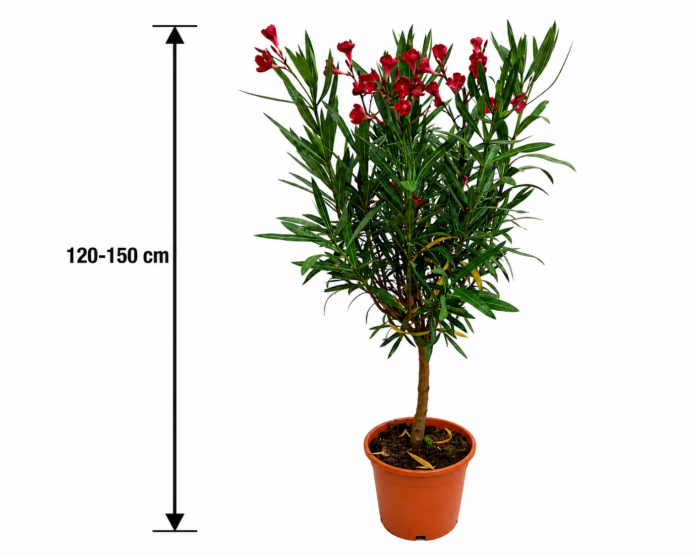 Oleander Stämmchen Emile Sahut 120–150 cm – Nerium Oleander mit roten Blüten, mediterrane Kübelpflanze