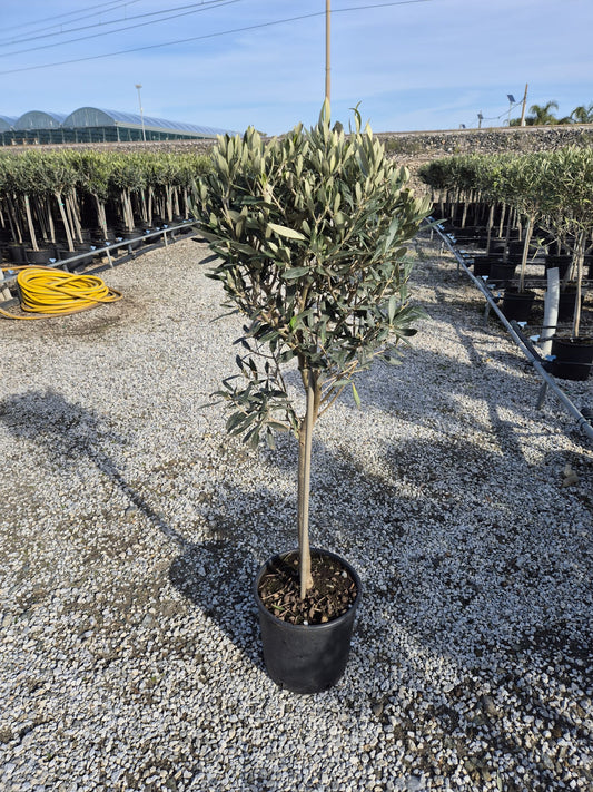 Olivenbaum-Stämmchen 100-120 cm – Mediterraner Olivenbaum für Garten, Balkon & Terrasse