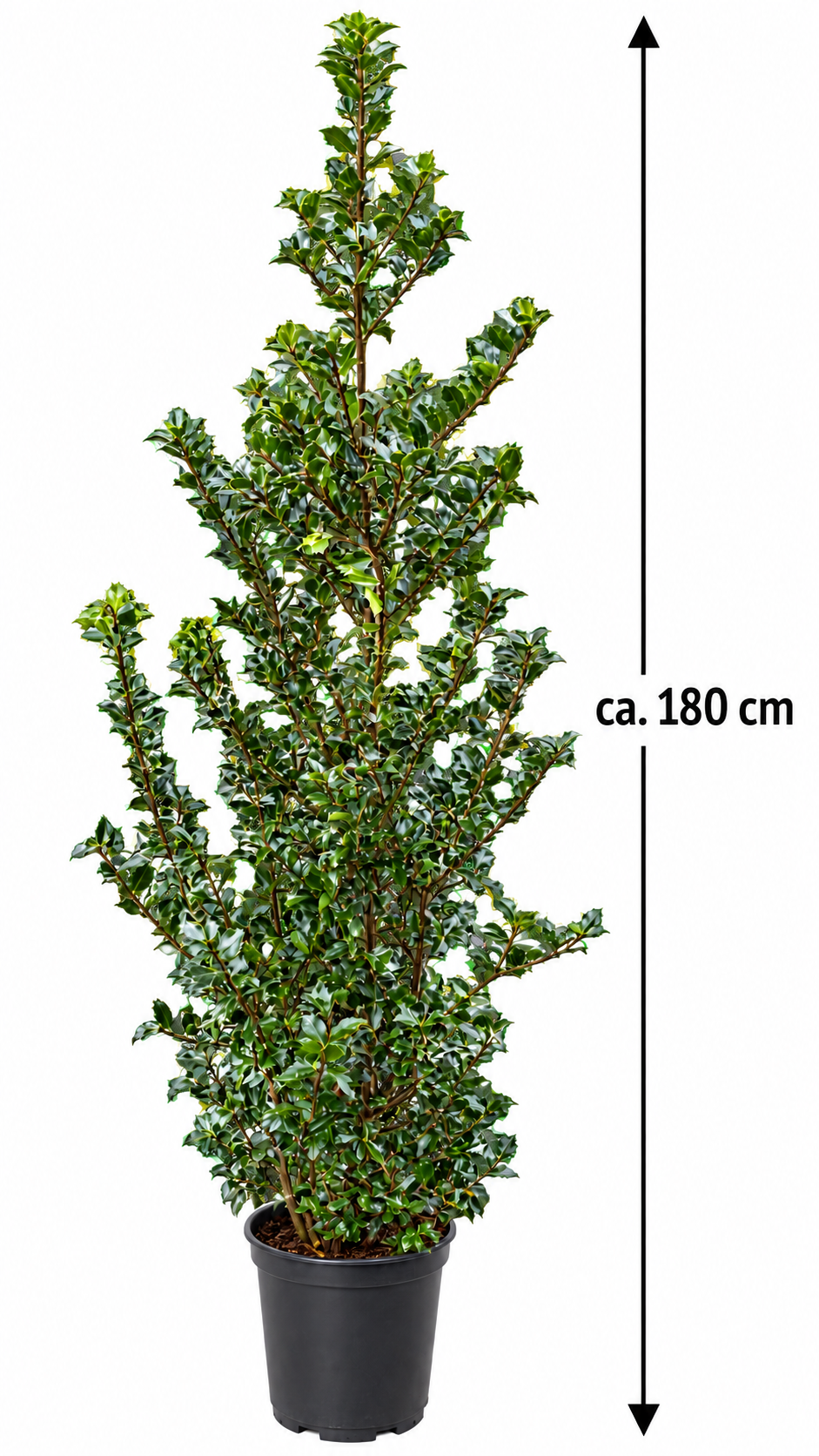 Stechpalme ‘Blue Prince’ – Ilex meserveae, immergrün & winterhart für Garten, Hecke und Kübel – ca. 180 cm inkl. Topf