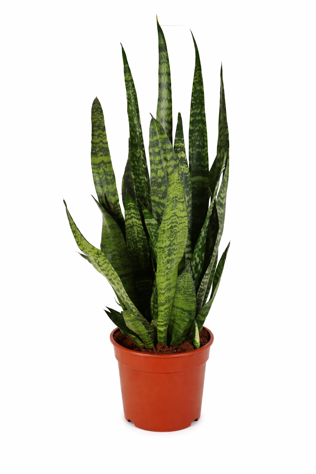Sansevieria Zeylanica – Bogenhanf ca. 100 cm