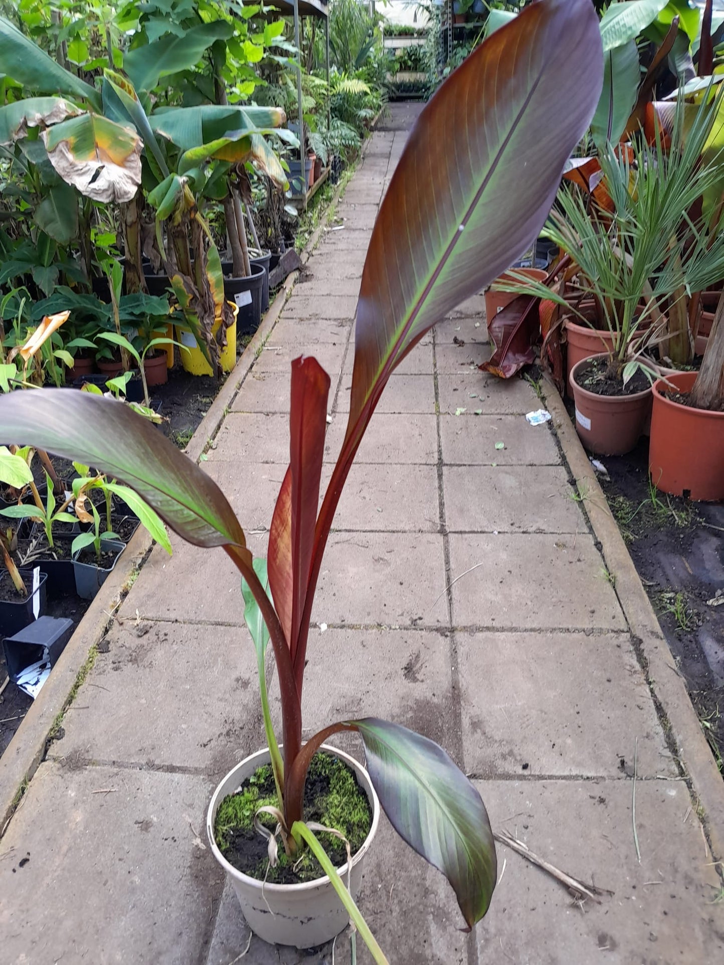 rote Zierbanane 60-80 cm Ensete ventricosum Maurelii - Abessinische Banane