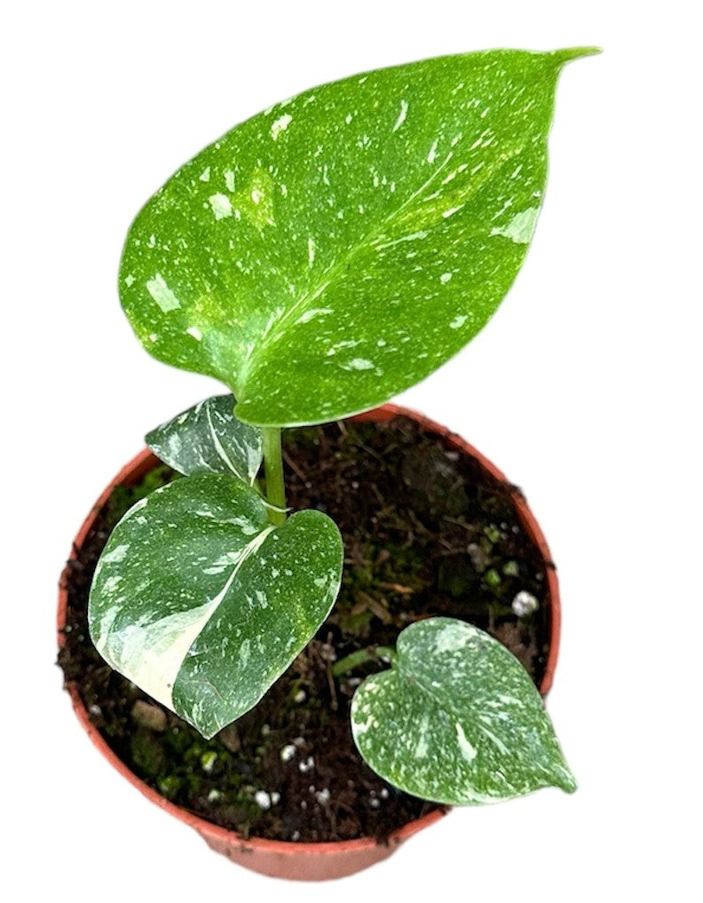 Monstera Thai Constellation 25-30 cm bíle skvrnitá Monstera