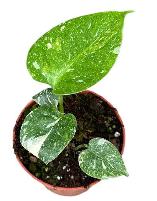 Monstera Thai Constellation 25-30 cm bíle skvrnitá Monstera