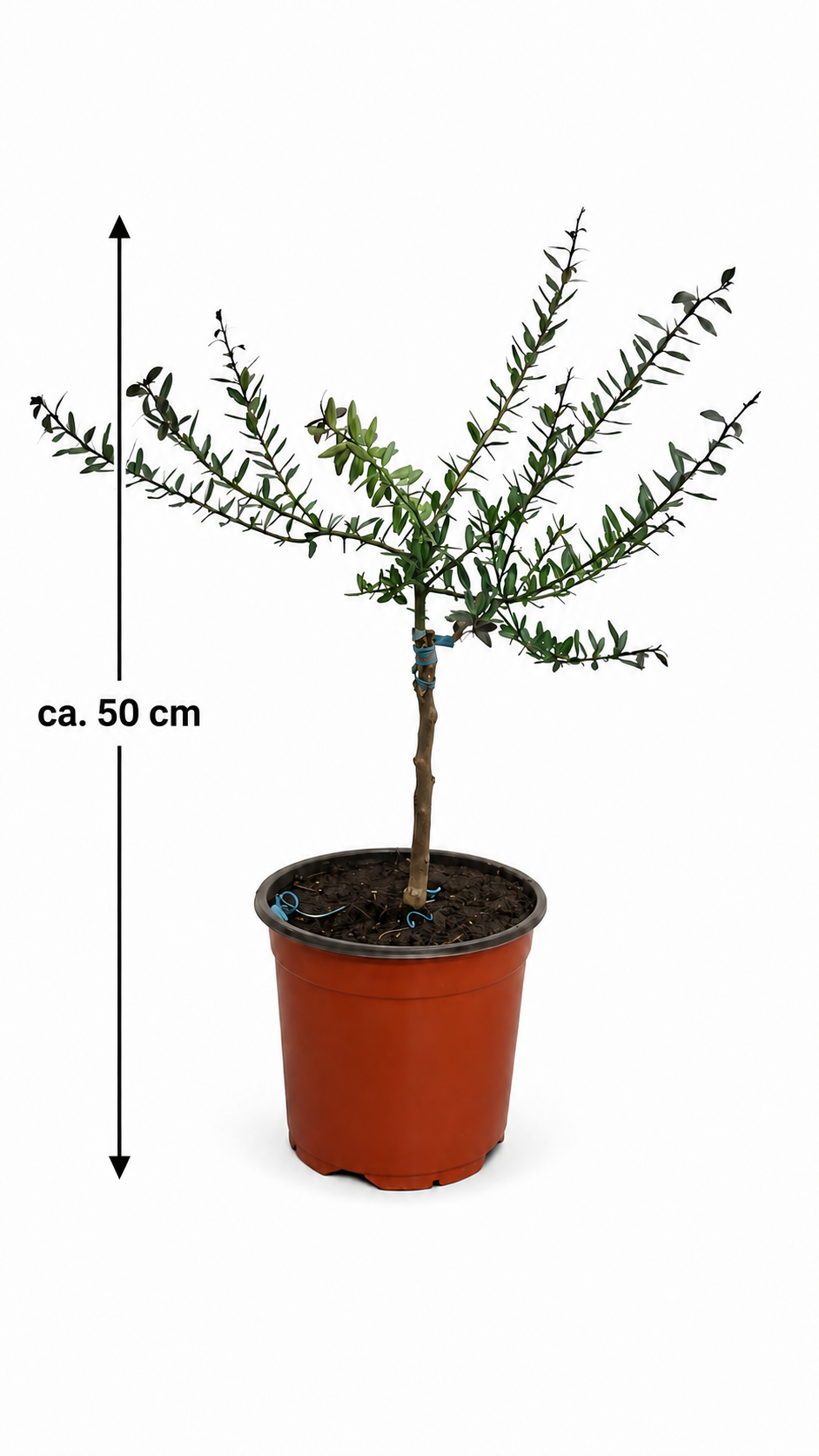 Australische Fingerlimette als Stämmchen ca. 50 cm – Microcitrus australasica, Kaviarlimette mit Limettenperlen
