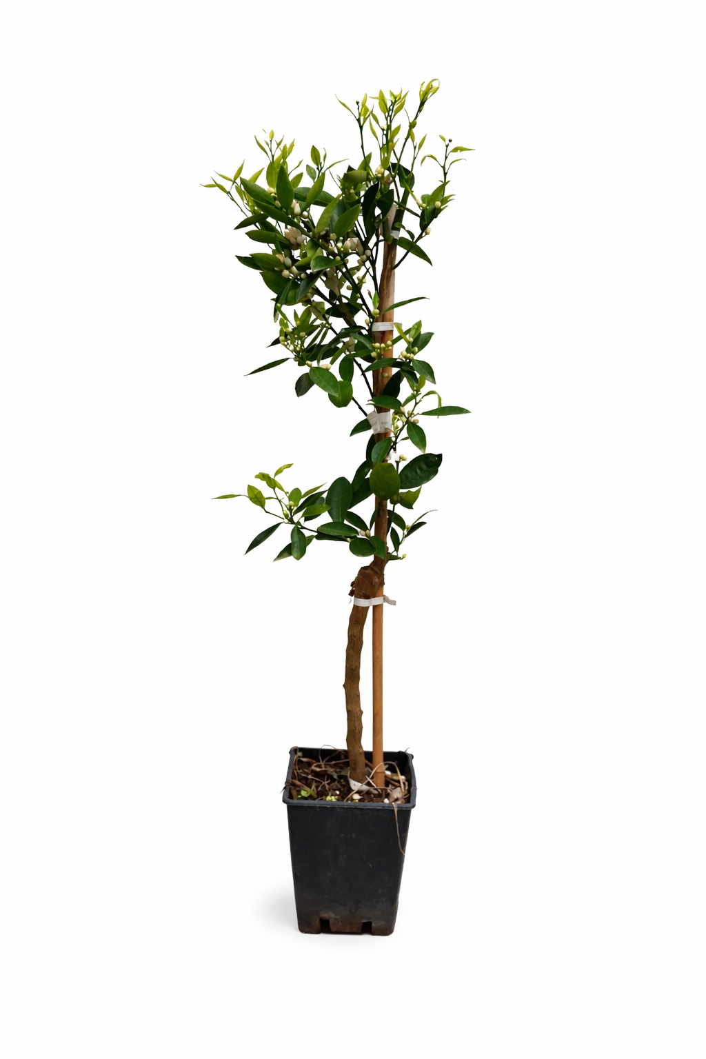 Hernandina Clementine Tree 120-150 cm – středomořský citrusový strom se sladkými plody