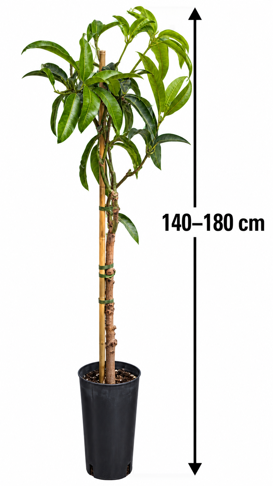 Mangobaum ‘Glenn’ – Mango-Pflanze (Mangifera indica) für Kübel, Terrasse & Wintergarten – 140–180 cm inkl. Topf