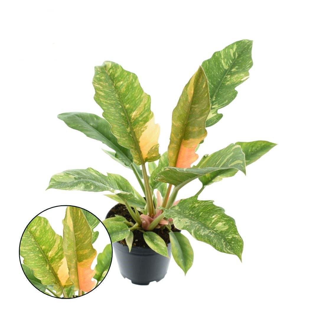 Filodendron 'Ring of Fire' cca. 30 cm - Ohnivá kráska pro váš domov - Zelená rostlina - Pokojová rostlina