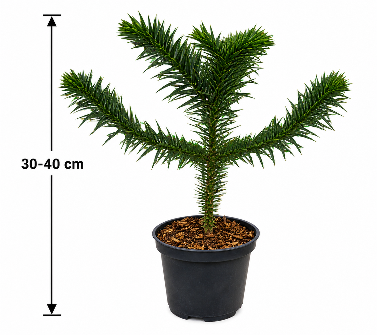 Chilenische Schmucktanne 30–40 cm – Araucaria araucana – winterharte Andentanne, Affenbaum und Schlangenbaum