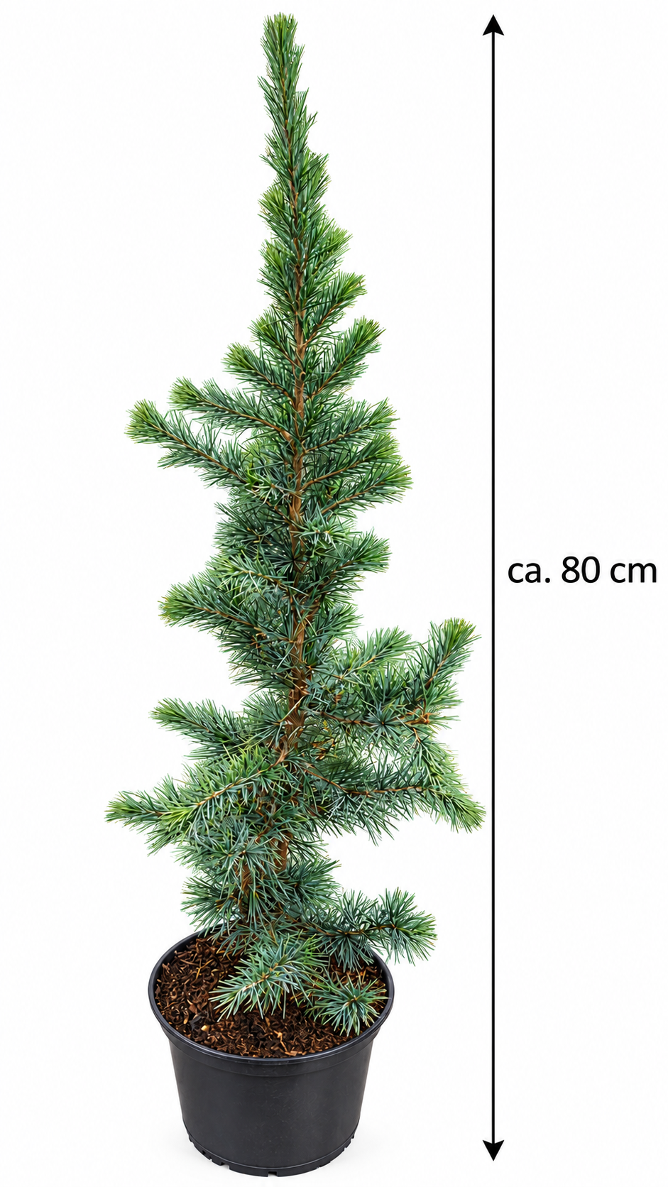 Blaue Himalaya-Zeder ‘Mr. Blue’ – Cedrus deodara – immergrünes Nadelgehölz für Garten & Kübel – ca. 80 cm inkl. Topf