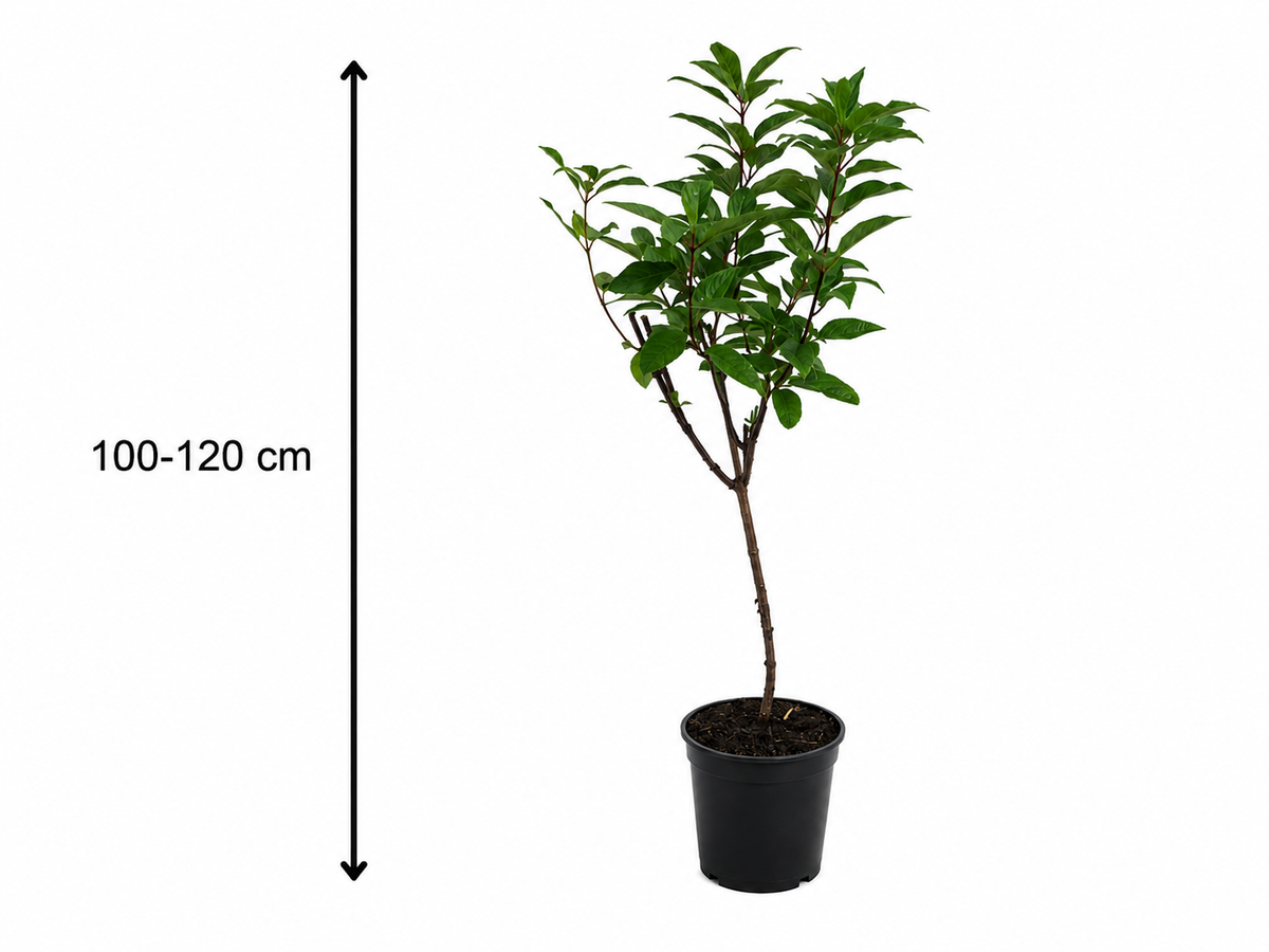 Hydrangea paniculata 'Wim's Red' Stämmchen 100–120 cm – Rispenhortensie auf Stamm – winterharte Blütenhortensie für Garten, Terrasse & Kübel