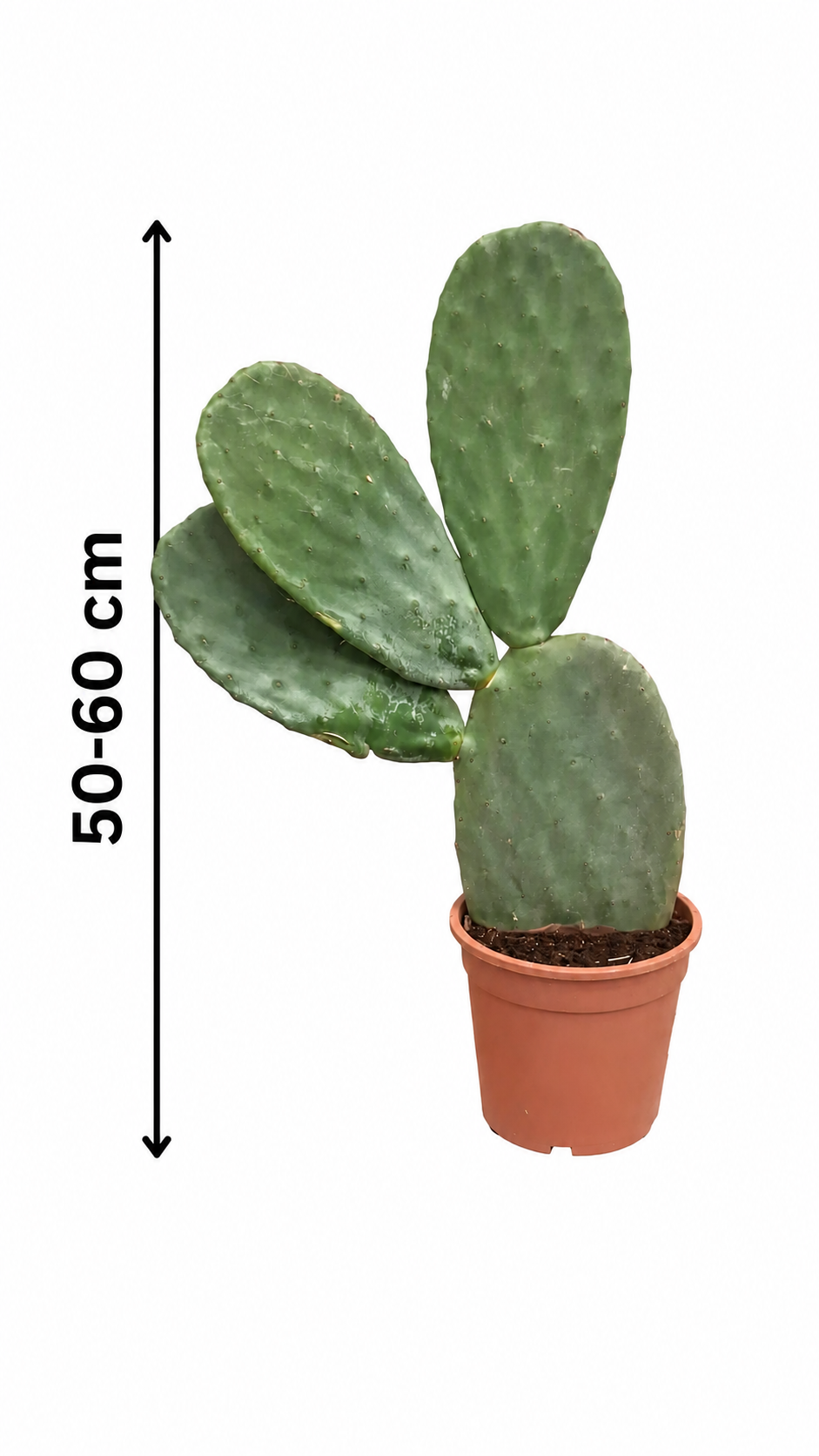 Opuntia ficus-indica Feigenkaktus 50–60 cm – Echter Feigenkaktus, winterharte Kaktuspflanze für Garten, Terrasse & Kübel