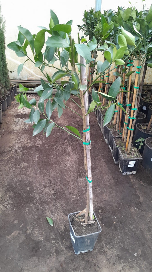 Persische Limette (Citrus latifolia) 120-140 cm - Tahiti-Limette für Garten & Küche