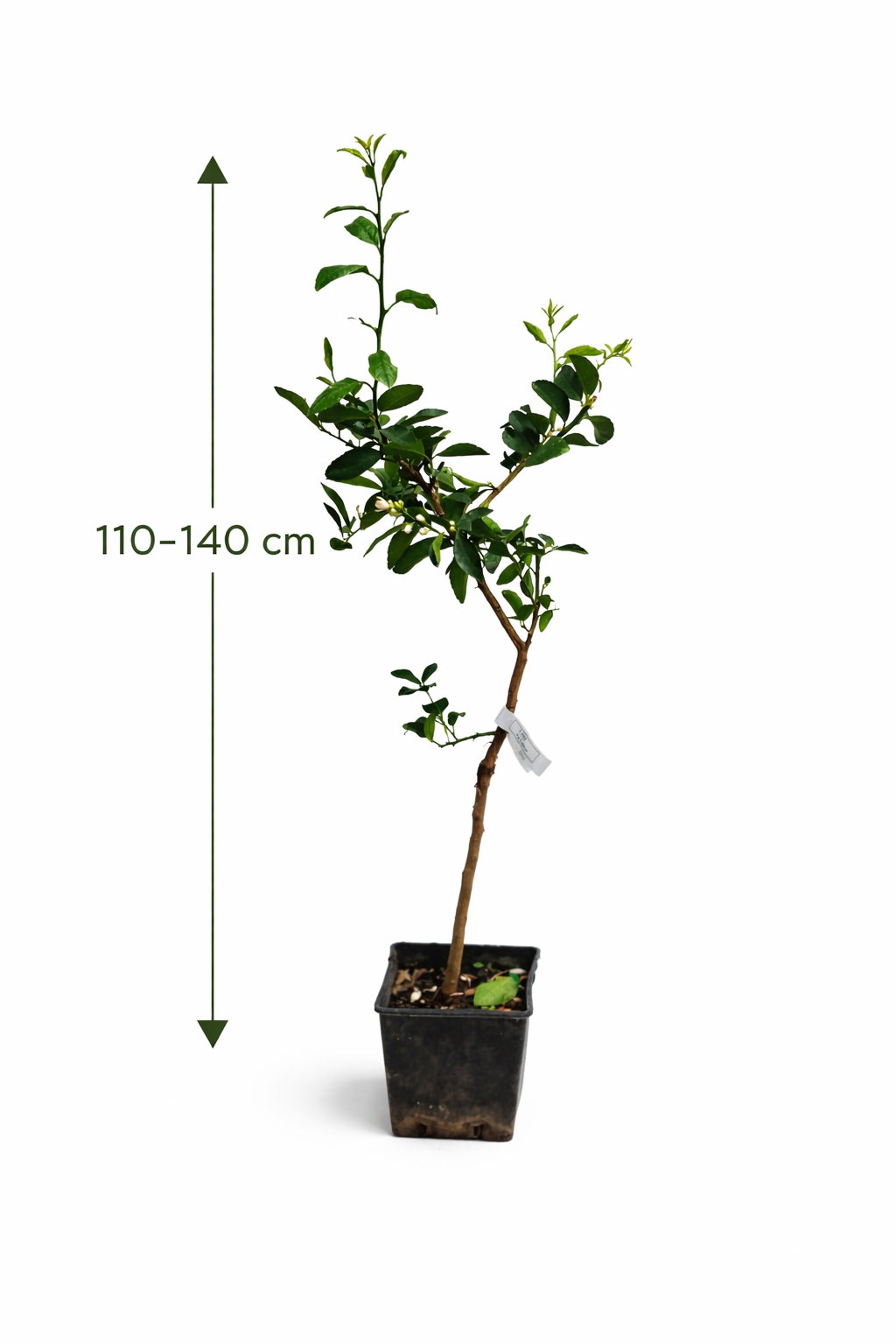 Limette 'La Valette' 110-140 cm - Saure Limette für den Garten | Citrus aurantiifolia