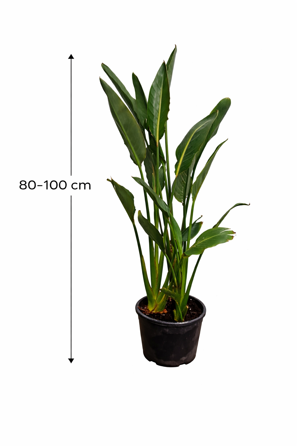 Strelitzia reginae 80–100 cm – Paradiesvogelblume / Strelitzie – exotische Zimmerpflanze, 2–3 Pflanzen pro Topf, 5–6 Jahre alt