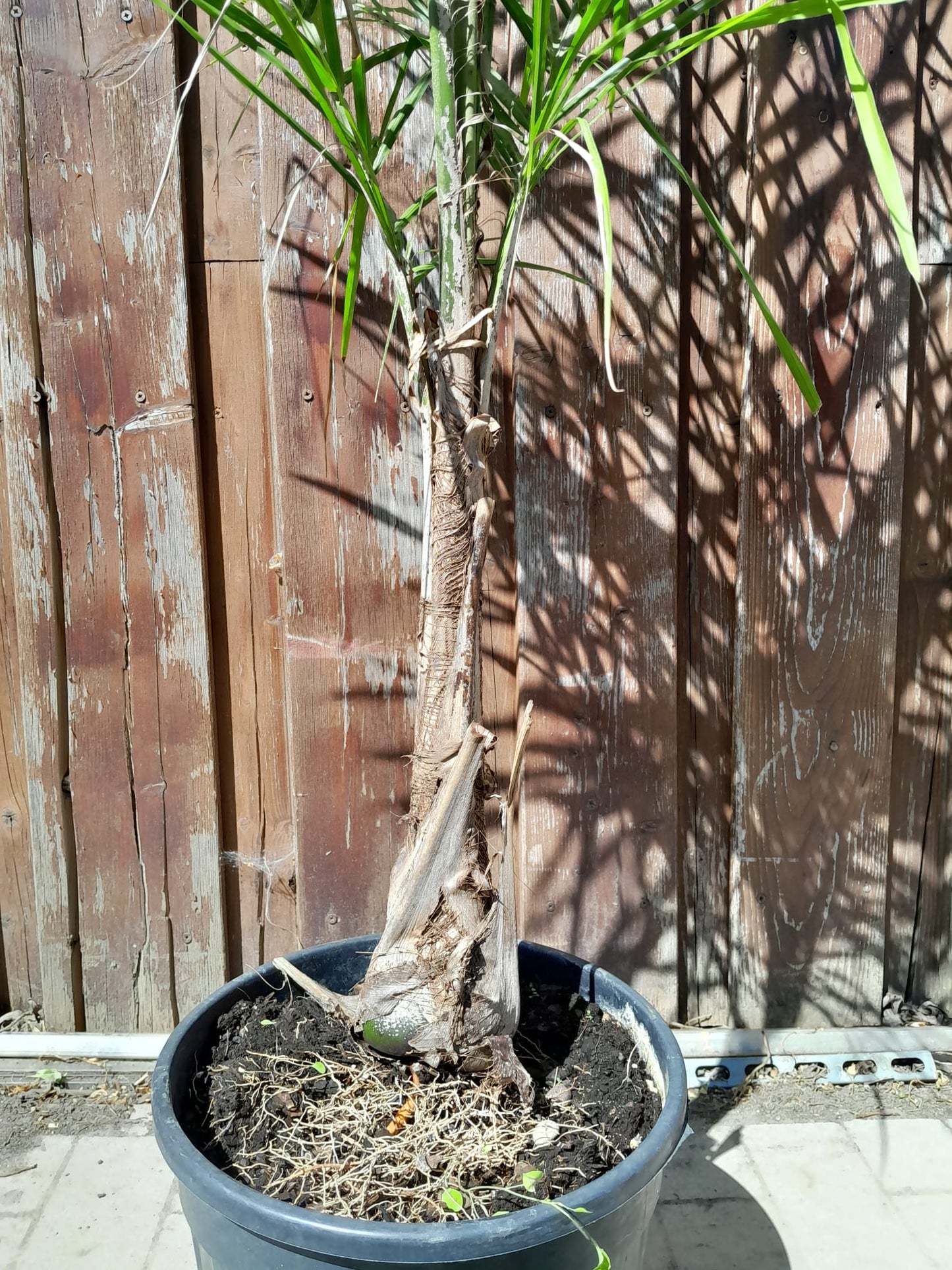 Královská palma (180-200 cm) – Arecastrum romanzoffianum – Velká pokojová palma s kmenem 60 cm