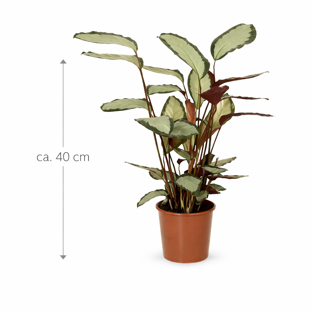 Calathea picturata 'Argentea' cca. 40 cm - Maranta - Zelená rostlina - Pokojová rostlina - Vhodné pro domácí mazlíčky