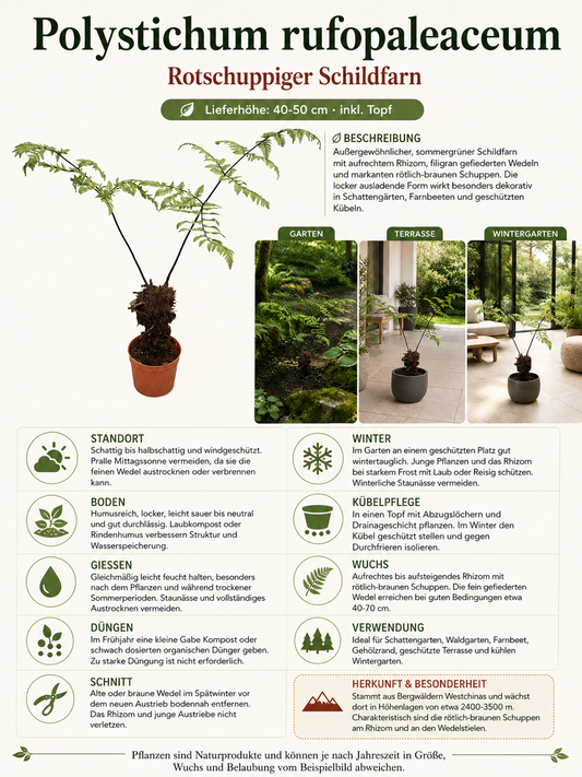 Polystichum rufopaleaceum 40–50 cm – Rotstieliger Schildfarn, winterharter Gartenfarn für Schatten & Kübel