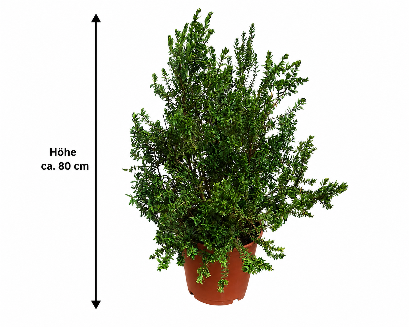 Myrtus communis Busch ca. 80 cm – Echte Brautmyrte – Duftmyrte – Mediterrane Myrte – immergrüne Kübelpflanze für Garten, Balkon & Terrasse
