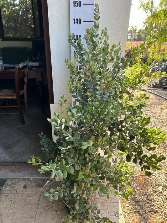 Vzácnost - Metrosideros excelsa cca. 100 cm - Novozélandský vánoční stromek - Stromek ze železného dřeva