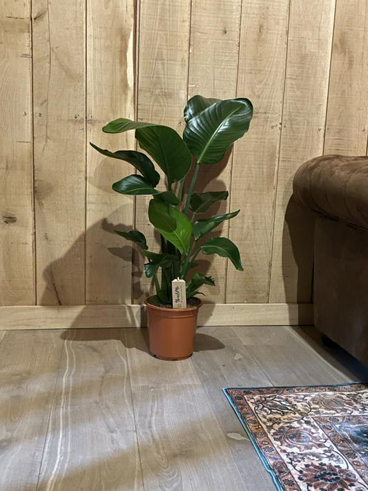 Strelitzia nicolai 2 KUSY cca. 60 cm – Majestátní tropická rostlina pro váš domov -- Zelená rostlina - Pokojová rostlina