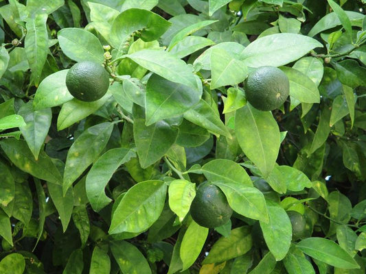 Persische Limette (Citrus latifolia) 120-140 cm - Tahiti-Limette für Garten & Küche
