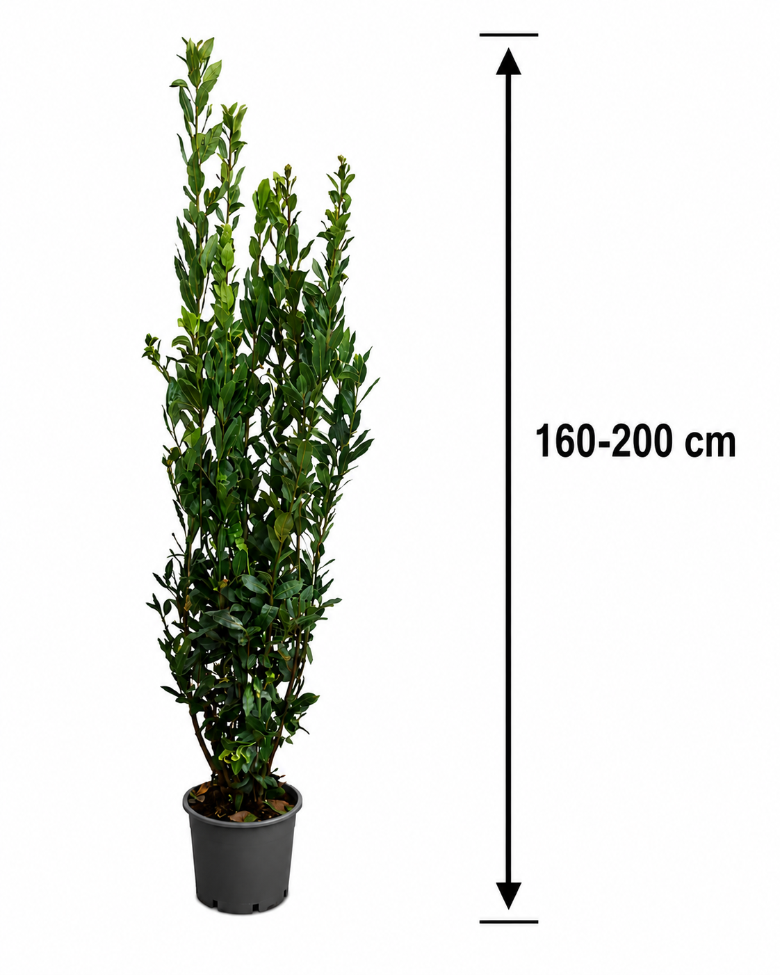 Gewürzlorbeer (Laurus nobilis) 160–200 cm – Echter Lorbeer, Lorbeerbaum, Mediterrane Kübelpflanze für Terrasse, Balkon, Garten & Wintergarten