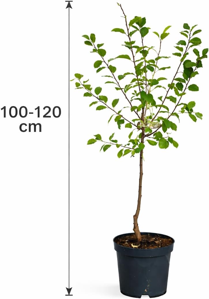 Pflaume Königin Viktoria 100–120 cm – selbstbestäubender Pflaumenbaum Prunus domestica Victoria im Topf