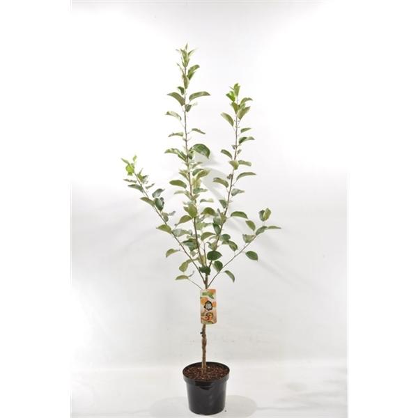 Malus Domestica 'Benoni' 100-120 cm Der frühe Apfelgenuss für deinen Garten