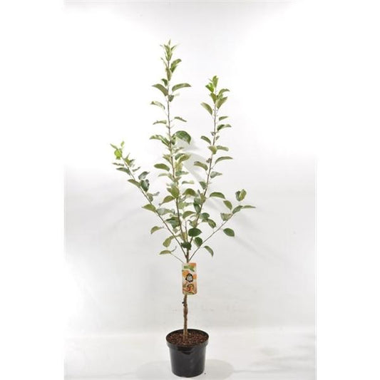 Malus Domestica 'Benoni' 100-120 cm Der frühe Apfelgenuss für deinen Garten