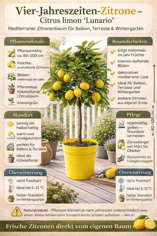 Vier Jahreszeiten Zitrone Lunario 80–100 cm Citrus limon Zitronenbaum Zitronenbäumchen mediterrane Zitruspflanze