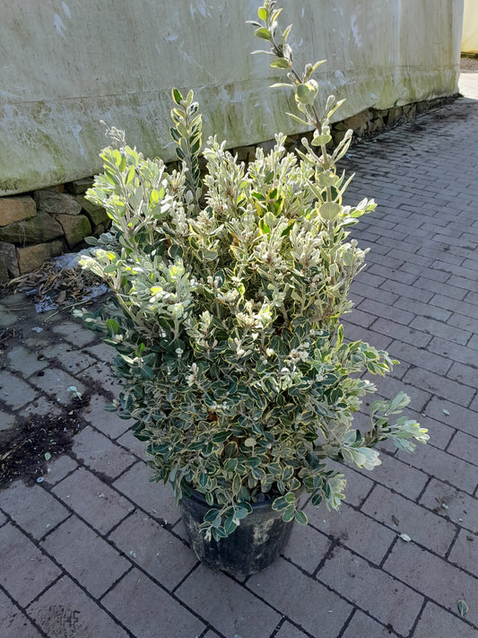 Metrosideros excelsa 'Variegata' 80-100 cm - Buntlaubiger Eisenholzbaum Pohutukawa Neuseeländischer Weihnachtsbaum