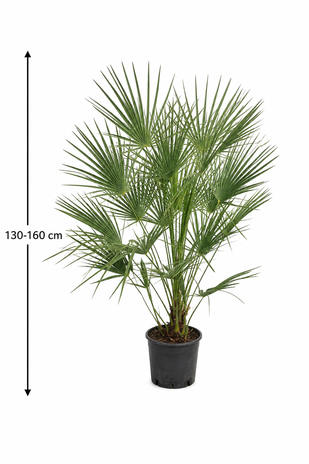 Zwergpalme 130–160 cm – Europäische Zwergpalme Chamaerops humilis winterhart Palme Garten Terrasse mediterran