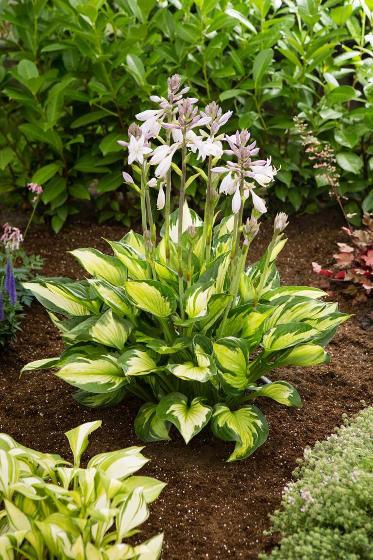 Hosta 'Colored Hulk' – Funkie mit zweifarbigem Laub im 1L Topf | Staude für Schatten & Halbschatten